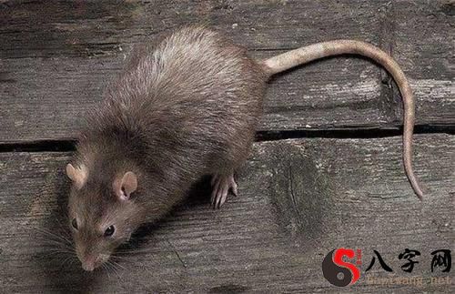 梦见打死了许多老鼠