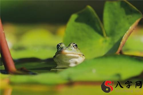梦见青蛙喝水